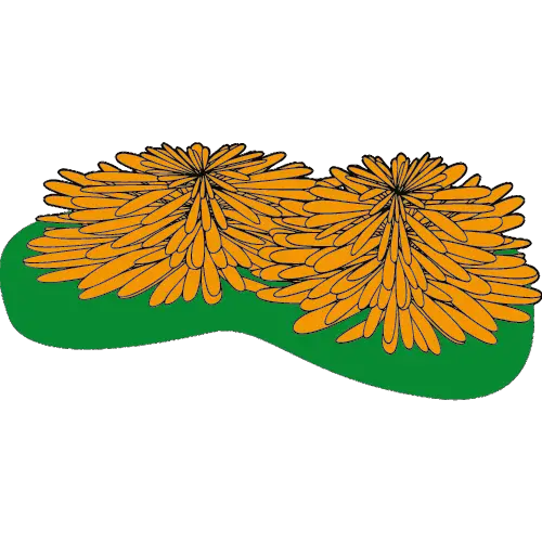 Marigold Flower ID: 1649495712596